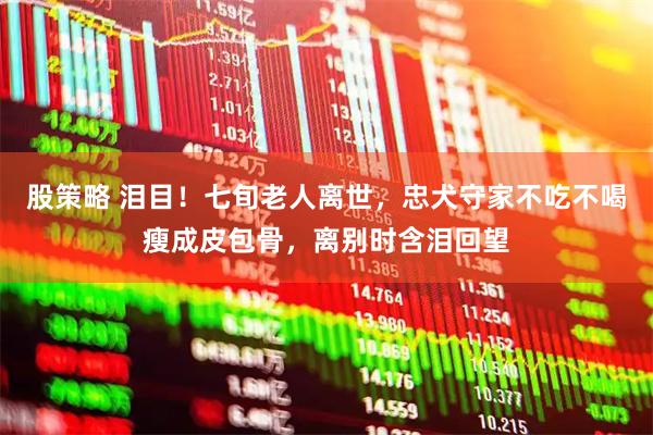 股策略 泪目！七旬老人离世，忠犬守家不吃不喝瘦成皮包骨，离别时含泪回望